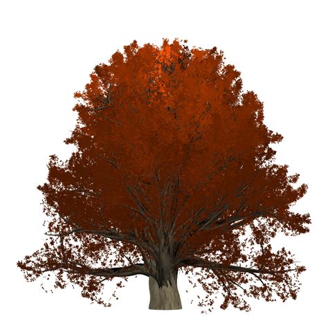 Stejar Copac Portocale Imagine Gratuită Pe Pixabay Pixabay