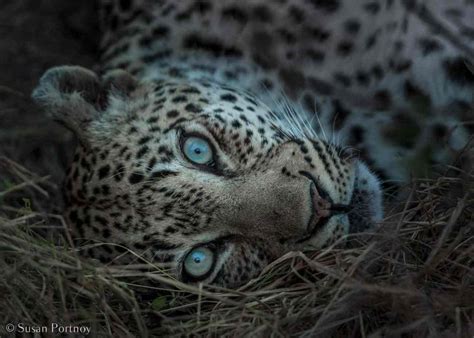 How To Take Amazing Wildlife Photos On An African Safari