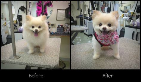 Pomeranian Dog After Haircut