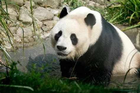 Edinburgh Zoo Could Lose Its Giant Pandas Next Year Due To Coronavirus