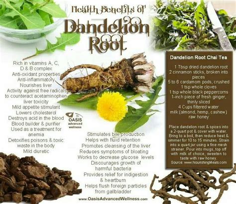 Benefits Dandelion Roots Herbs For Health Herbal Healing Herbalism
