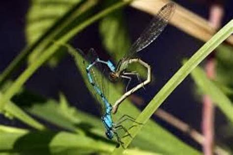 Build a form on the fly. 10 Facts about Damselflies | Fact File