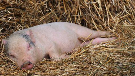 Farm Pig Straw · Free Photo On Pixabay
