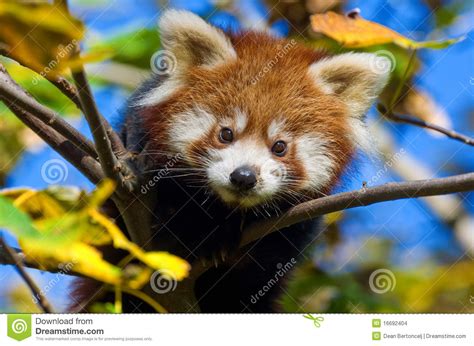 Baby Red Panda Stock Images Image 16692404