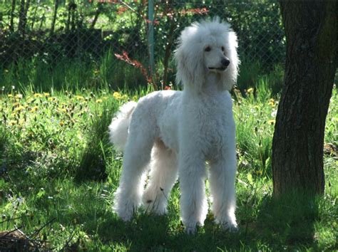 51 more images on her page. Beautiful white standard poodle | Cute dog photos, Dog ...