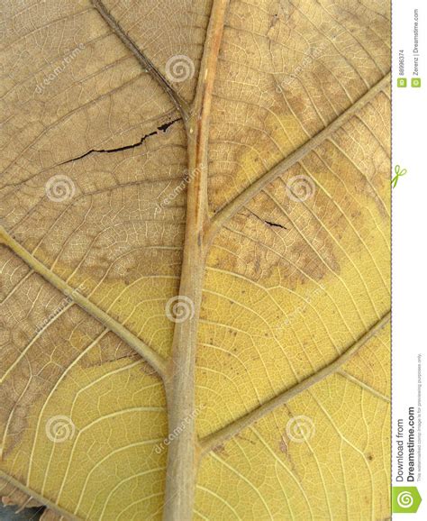 Line Detail On Dry Teak Leaf Stock Photo Image Of Environment Fall