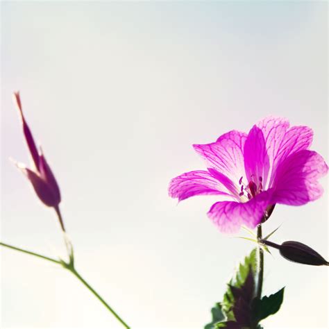 Purple Flower Macro Ipad Air Wallpapers Free Download