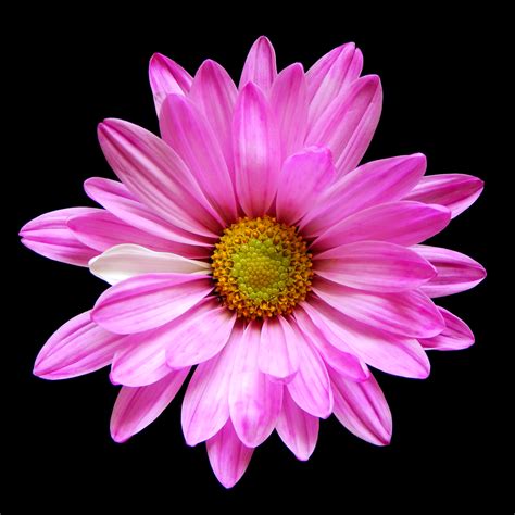 Find over 100+ of the best free flowers images. Artful Flowers - Photo Collection - Art Photo Web Studio