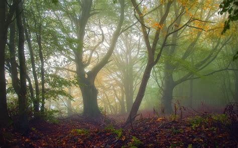 Hintergrundbilder 1920x1200 Px Ast Fallen Wald Blätter Nebel