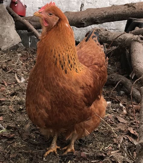 New Hampshire red Chicken Breeds, New Hampshire, Red, Breeds Of