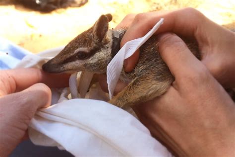 Australias Numbat Population Boosted After Successful Breeding In Wa