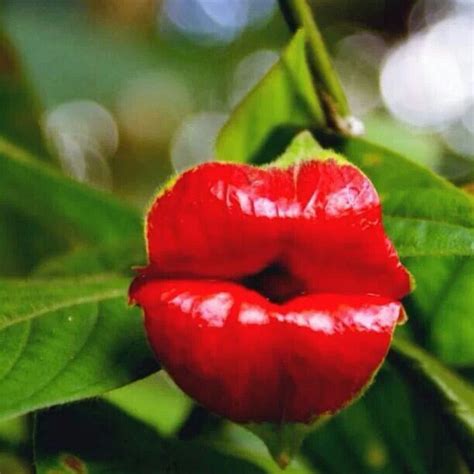 Psychotria Elata | Hot lips plant, Amazing flowers, Plants
