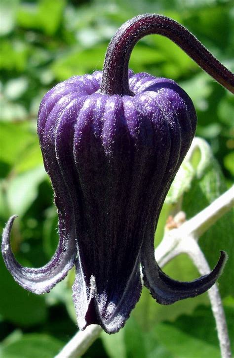 I order my jackmanii in the spring and keep it well watered in the summer to support growth and root strength for the next year. Native Clematis of Texas is Clematis pitcheri, known also ...