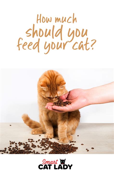 You know how old your cat is and if they have any specific requirements, but should you feed wet or dry food (or a combination of the two)? Pin on Cat Facts