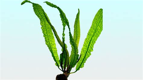 Et après maintes recherches, j'ai réaliser l'importance des plantes, donc. Elodé : Egeria densa | Poisson rouge, Plante, Aquarium
