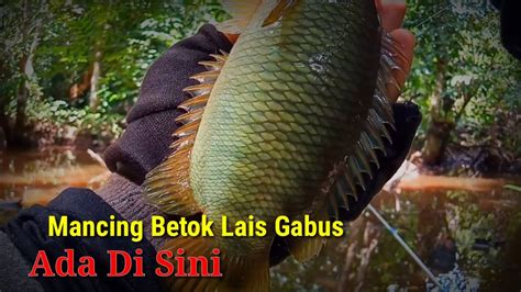 Ikan Disini Tak Pernah Habis Habis Mancing Ikan Yang Lagi Kumpul YouTube