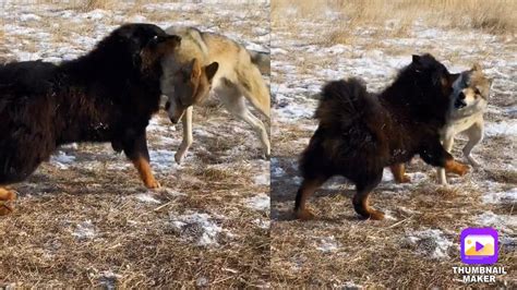 Tibetan Mastiff Vs Wolf Dog Vs Wolf 2021 Video Youtube