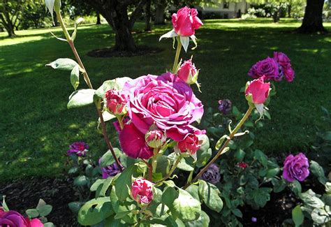 Purple Hybrid Tea Roses Bush Wilson Rose Garden
