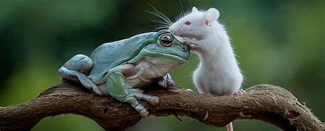 Frog And Mouse Become Friends S I L O U A N