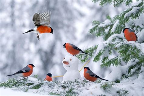 Ботаничка On Twitter Beautiful Birds Pretty Birds Winter Bird