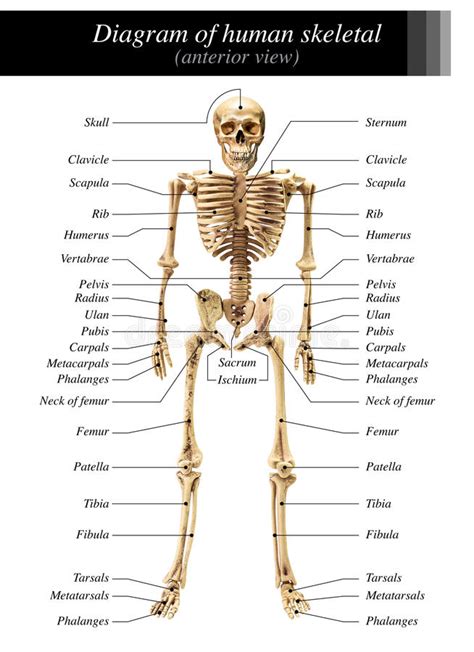 Human Skeleton Diagram Stock Image Image Of Skeletal 73338717