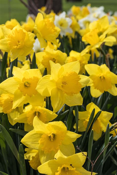 Daffodils Everywhere Rose Clearfield
