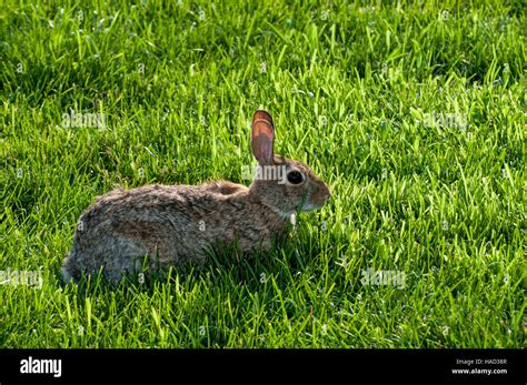 Eastern Cottontail Rabbit Close Up Hi Res Stock Photography And Images