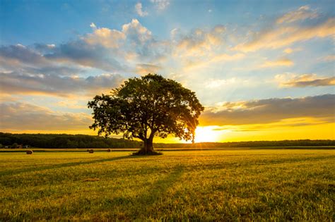 Tree On Grassy Field Against Cloudy Sky Stock Photo Download Image