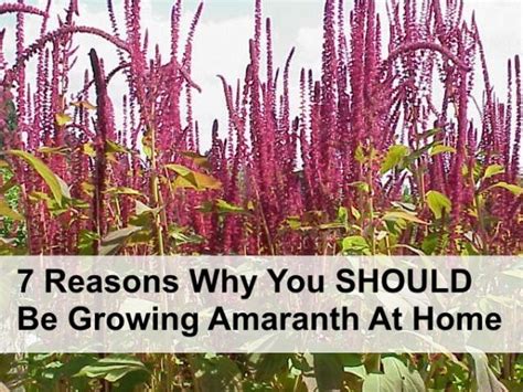 7 Reasons Why You Should Be Growing Amaranth