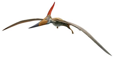Pteranodon By Andrewkemp15 On Deviantart