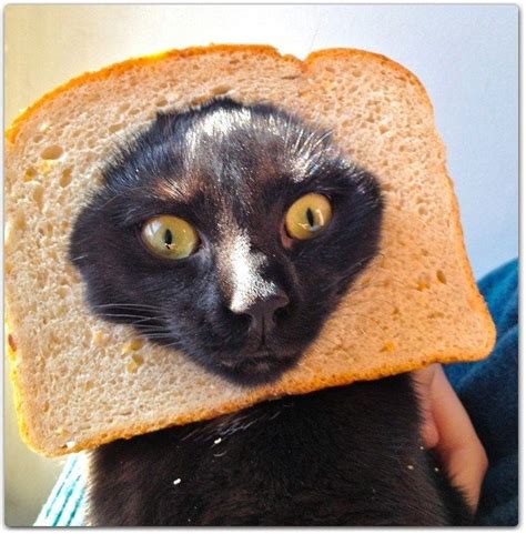 20 Funny Cat Breading H3rcom Weird Funny Pictures Cat Bread Crazy