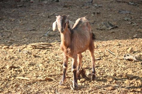 Goats At Rs 10000unit Goat Id 20624047888