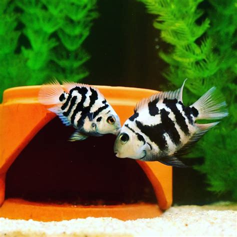 Polar Blue Parrot Cichlid Size Tank Mates And Care