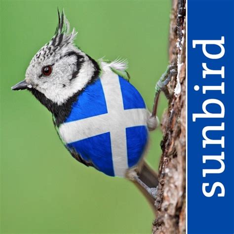 All Birds Scotland Photo Guide By Mullen And Pohland Gbr