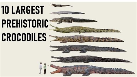 Saltwater Crocodile Largest Anaconda Ever Recorded Touchrewa