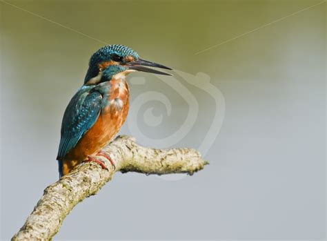 Kingfisher On A Branch Nature Stock Photo Agency