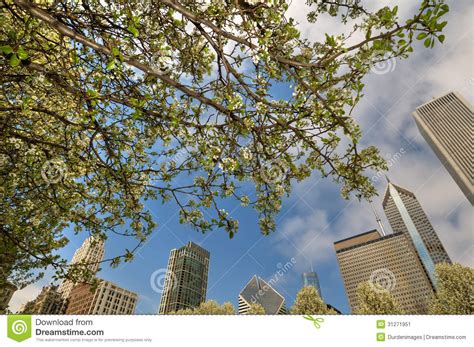 Limit my search to r/cheryl_blossom. Chicago and cherry blossom stock image. Image of landmark ...