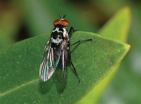 Anthomyiid Fly Parasitic Plant Feeding Larvae Britannica