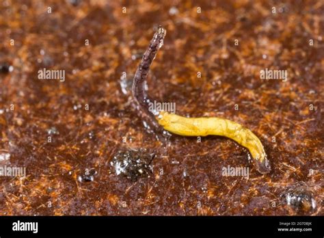 Fungus Gnat Larvae On Rotten Wood Mycetophilidae Sp Stock Photo Alamy