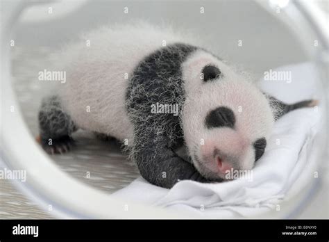 Newborn Giant Panda Triplets Hi Res Stock Photography And Images Alamy