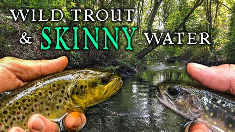 Chasing Wild Trout On A Skinny New England Stream Youtube
