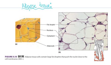 Loose Adipose Tissue Diagram Quizlet