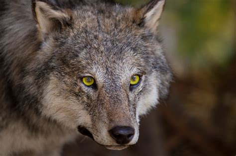Officials to lift protections for gray wolves in Lower 48 states