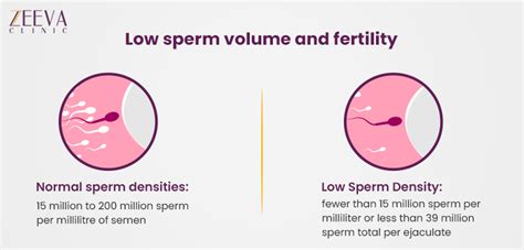 Hyperspermia And Fertility Symptoms Causes And Treatment Zeeva