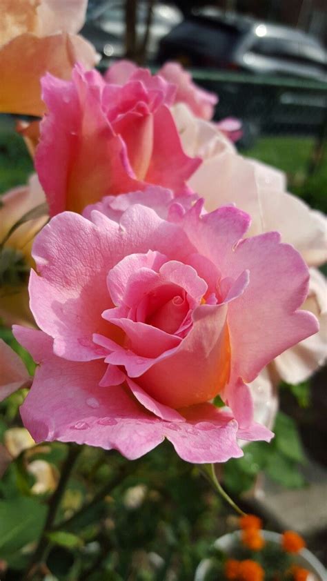 Choose from tons of gorgeous bouquets of crafting romantic flowers is a creative process. Pin by Chutikern lor on 粉色&pink (With images) | Flowers ...