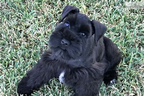Black Beauty Schnauzer Miniature Puppy For Sale Near Dallas Fort Worth Texas E C B D D