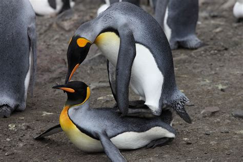 Physical and behavioural adaptations help emperor penguins to survive in the harsh antarctic climate. King Penguins