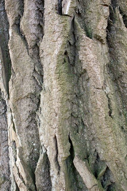 Black Poplar Bark Flickr Photo Sharing