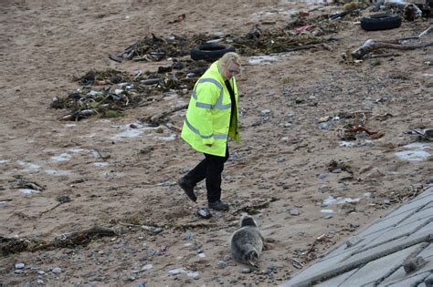 Pictures And Video Sspca Called To Investigate Seal Pup In Aberdeen