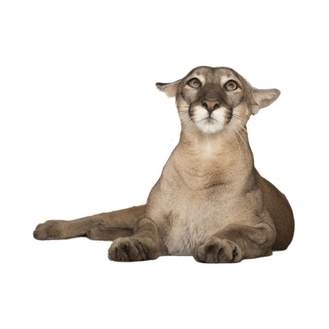 Florida Panther Photo Clipart Png Photo Hd Photos Png Images Photo